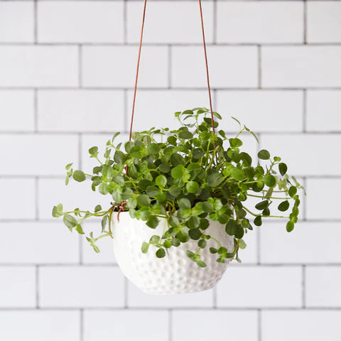 Hanging Ceramic Pot from Burgon & Ball with Dotted feature