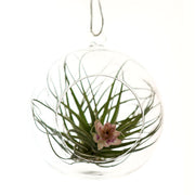 Glass Hanging Terranium- Large - From Victoria Shop