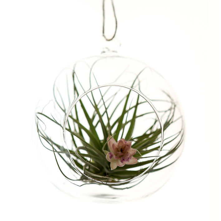 Glass Hanging Terranium - Tiny - From Victoria Shop