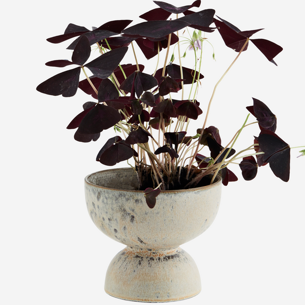 Wide Bowl Stoneware Plant Pot with plant