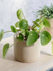 Bamburgh Cement Plant Pot