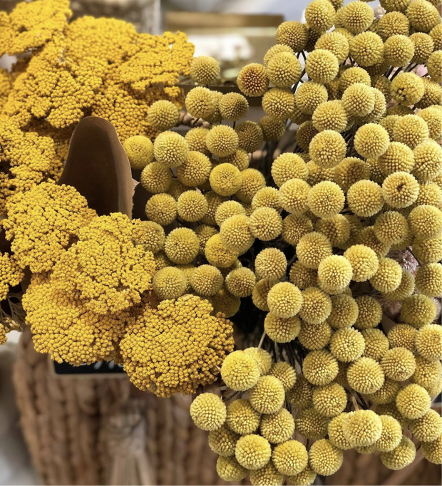 Yellow dried flowers - from victoria shop