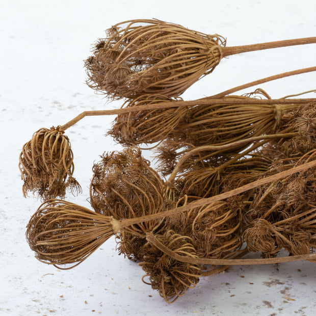 Natural Dried Fennel - From Victoria Shop