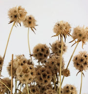 Dried Natural Scabiosa flowers
