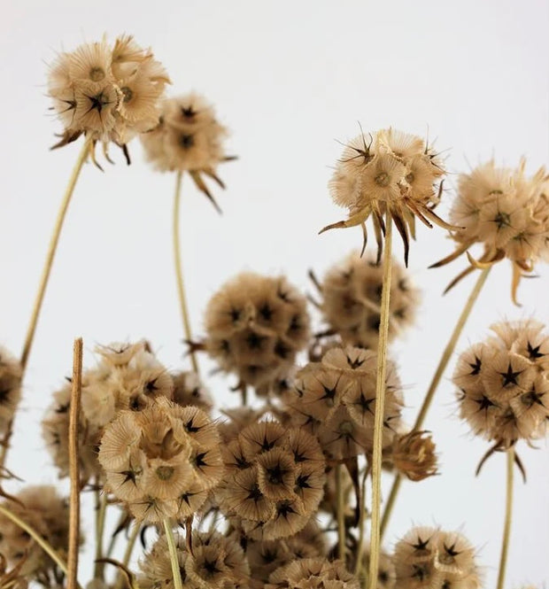 Dried Natural Scabiosa flowers