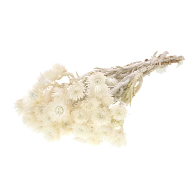 Dried white Helichrysum Vestitum - From Victoria Shop