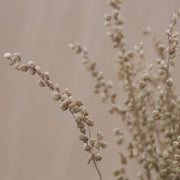 Dried Briza Maxima Grass - From Victoria Shop