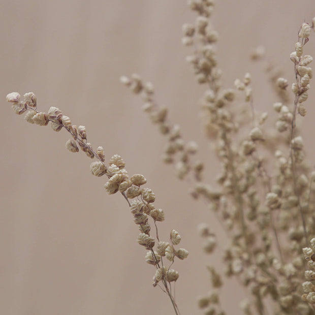 Dried Briza Maxima Grass - From Victoria Shop