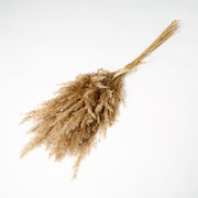 Dried Wild Plume Reed Grass