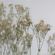 detail of white gypsophila dried flowers - from victoria shop