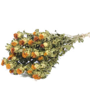 Carthamus Orange Dried Flowers - From Victoria Shop