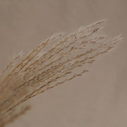 Fluffy Reed Grass
