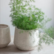 Ravello Large Ridged Ceramic Crackle Glaze Plant Pot with plant