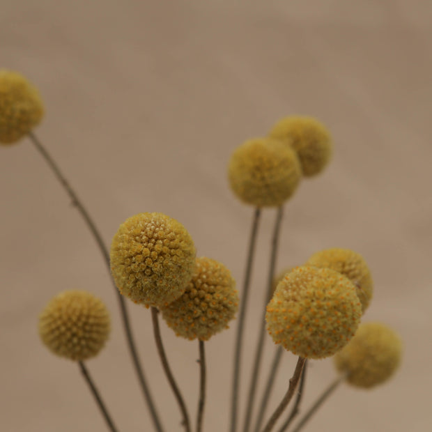 detail of craspedia dried flowers - from victoria shop