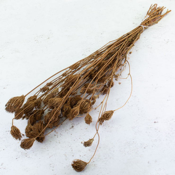 Bunch of Dried Natural Fennel