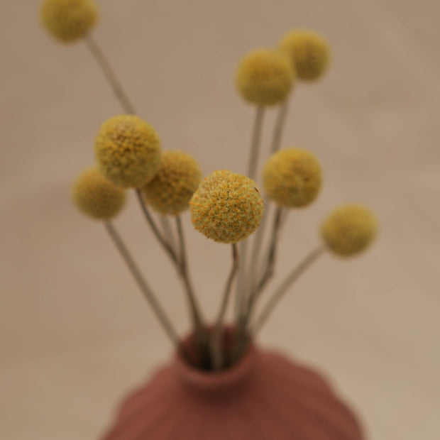 craspedia billy buttons dried flowers