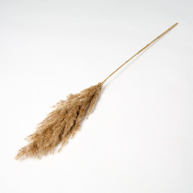 Dried Wild Plume Reed Grass