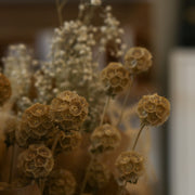 Dried Natural Scabiosa