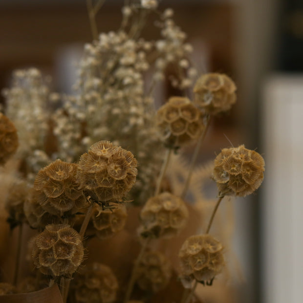 Dried Natural Scabiosa