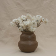 Dried White Helichrysum Vestitum - From Victoria Shop