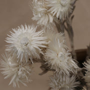 Dried White Helichrysum Vestitum - From Victoria Shop
