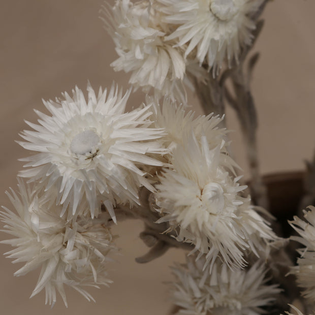 Dried White Helichrysum Vestitum - From Victoria Shop