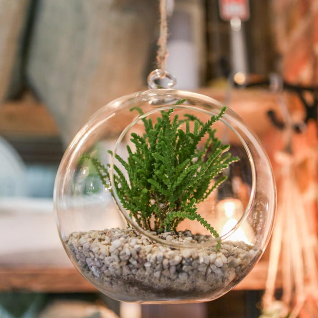 Glass Hanging Terranium- Large - From Victoria Shop