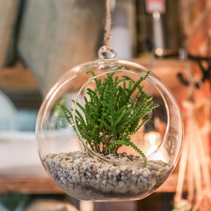 Glass Hanging Terranium - Small - From Victoria Shop