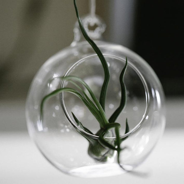 Glass Hanging Terranium - Tiny - From Victoria Shop